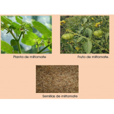 SEMILLAS DE MILTOMATE